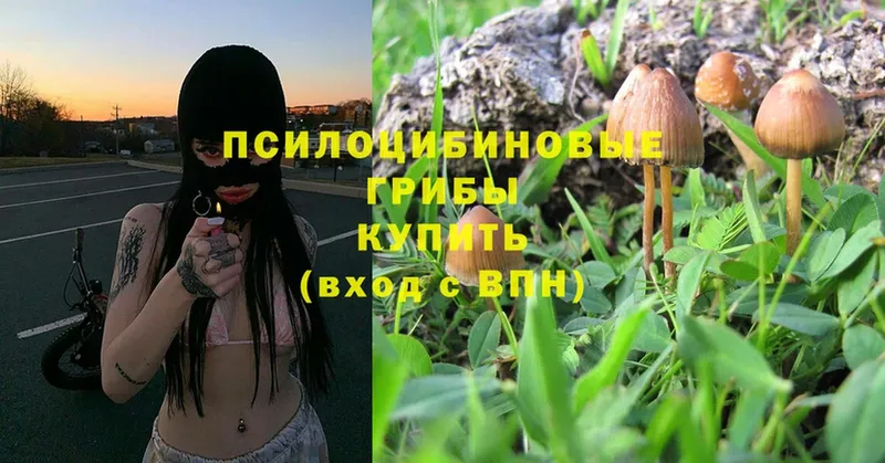 Псилоцибиновые грибы MAGIC MUSHROOMS  маркетплейс клад  гидра tor  Костомукша  дарнет шоп 